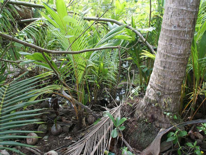Kokospalme (Coconut Palm, Cocos nucifera); Foto: 06.05.2012, Dominical