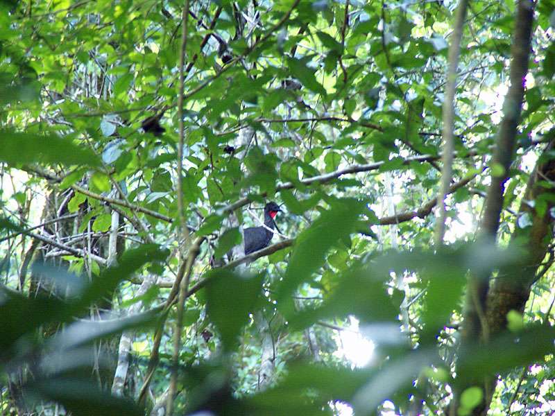Rostbauchguan (Penelope purpurascens) im dichten Grün des Schutzgebietes; Foto: 06.05.2012, Carara-Nationalpark