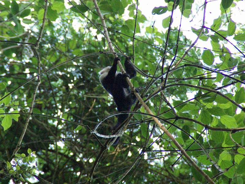 Panama-Kapuzineraffe (Cebus imitator); Foto: 06.05.2012, Carara-Nationalpark