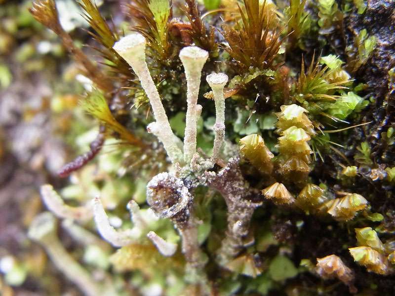 Etagen-Becherflechter (Ladder Lichen, Cladonia cervicornis subsp. verticillata); Foto: 08.05.2012, San Gerardo de Dota