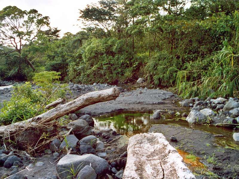 Vegetation im Arenal-Nationalpark Sendero Natural Las Coladas; Foto: 01.02.2004, Arenal-Nationalpark