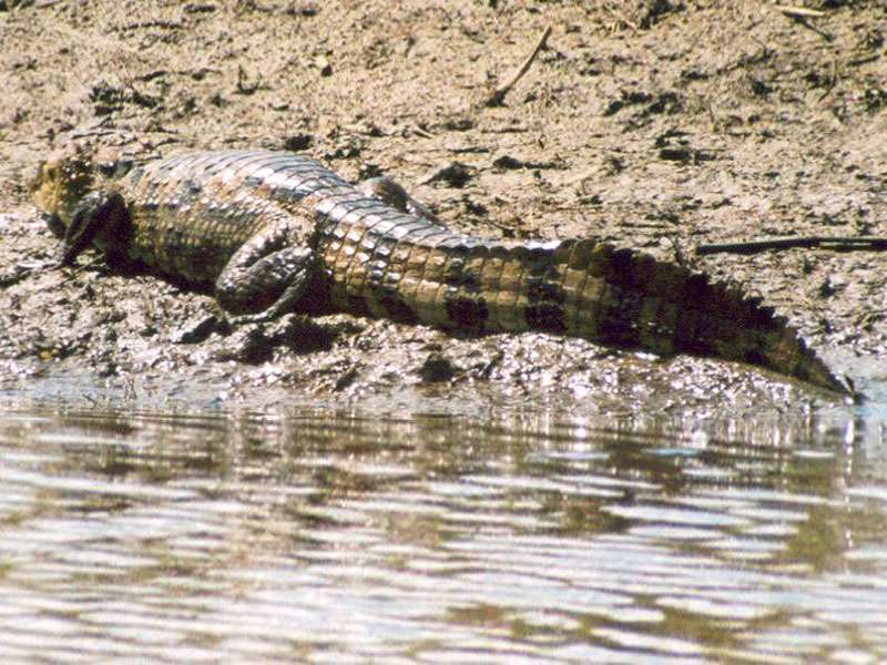 Krokodilkaiman (Caiman crocodilus) am Caño-Negro-See; Foto: 31.01.2004, Los Chiles