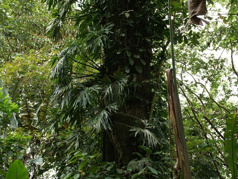 Baum-Philodendron (Philodendron bipinnatifidum) klettert an einem mächtigen Baum empor; Foto: 28.04.2012, La Fortuna