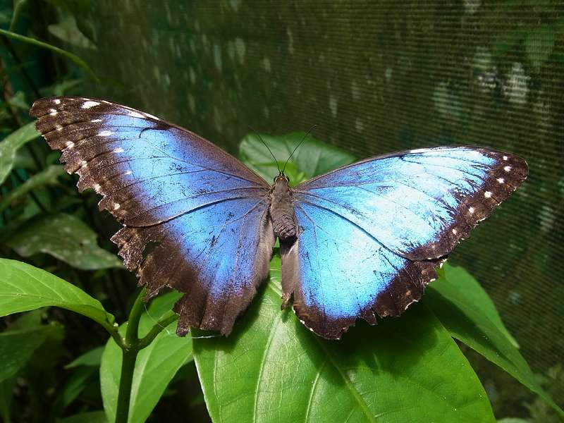 Mittelamerikanischer Blauer Morpho (Morpho peleides) im Schmetterlingszuchtzentrum des Ecocentro Danaus; Foto: 28.04.2012, La Fortuna