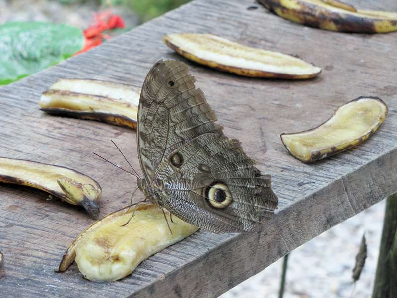 Caligo telamonius memnon im Schmetterlingszuchtzentrum des Ecocentro Danaus; Foto: 28.04.2012, La Fortuna