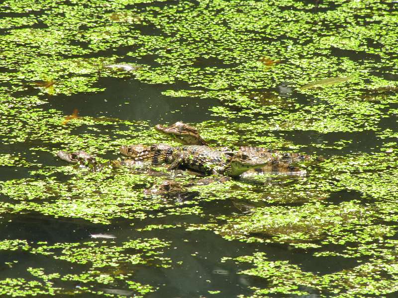 Junge Nördliche Brillenkaimane (Caiman crocodilus) im Ecocentro Danaus; Foto: 28.04.2012, La Fortuna
