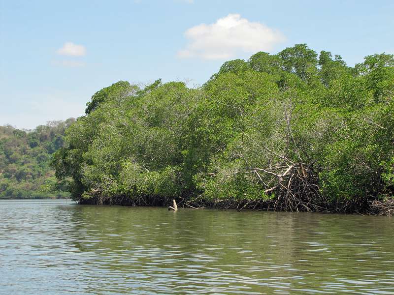 Mangroven säumen im nordöstlichen Bereich die Küste des Golfes von Nicoya; Foto: 04.05.2012, Golf von Nicoya