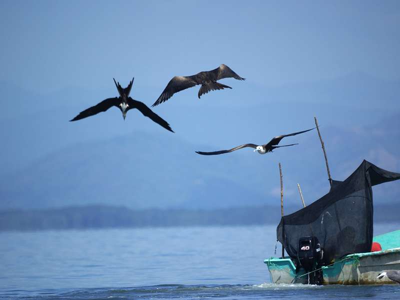 Prachtfregattvögel (Fregata magnificens) umfliegen ein kleines Fischerboot; Foto: 04.05.2012, Golf von Nicoya