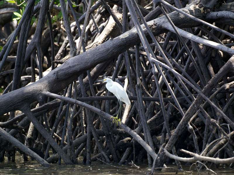Schmuckreiher (Egretta thula) rastet in Mangroven am Ufer des Golfs von Nicoya; Foto: 04.05.2012, Golf von Nicoya