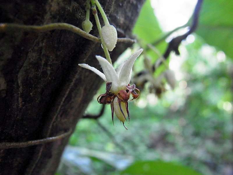 Blüte eines Kakaobaums (Theobroma cacao); Foto: 07.05.2012, Hacienda Barú National Wildlife Refuge