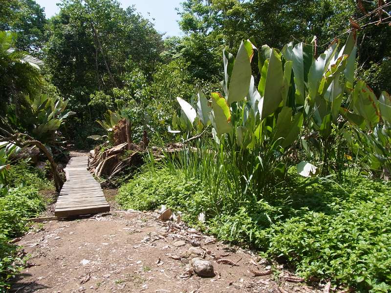An einigen Stellen führen kleine Holzbrücken über Bachläufe; Foto: 07.05.2012, Hacienda Barú National Wildlife Refuge