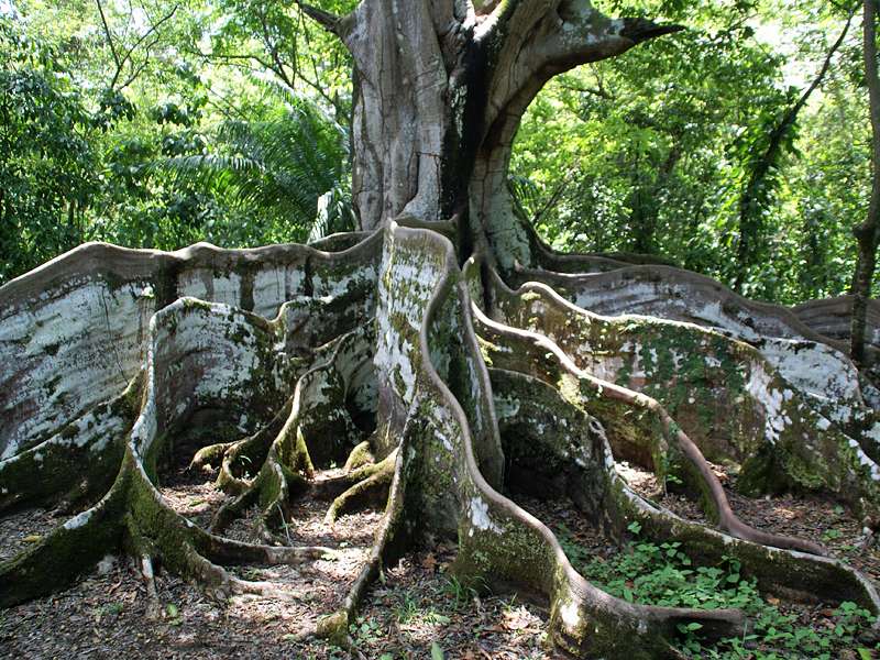 Imposante Brettwurzeln des berühmten Amatl-Baumes (Ficus insipida); Foto: 07.05.2012, Hacienda Barú National Wildlife Refuge