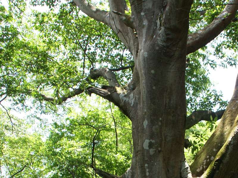 Amatl-Baum (Ficus insipida); Foto: 07.05.2012, Hacienda Barú National Wildlife Refuge