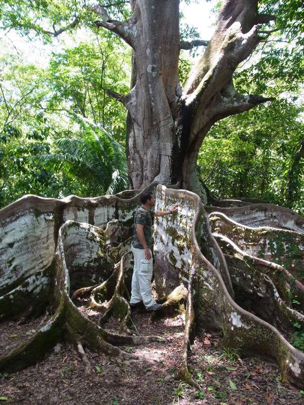 Größenvergleich: erwachsener Mann neben den Brettwurzeln des Amatl-Baumes (Ficus insipida); Foto: 07.05.2012, Hacienda Barú National Wildlife Refuge