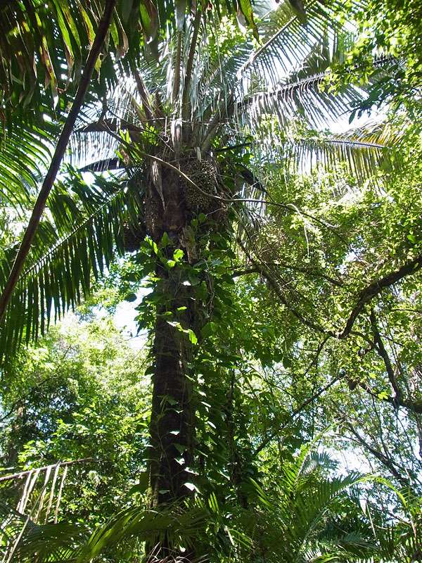 Eine stattliche Palme der Art Attalea rostrata; Foto: 07.05.2012, Hacienda Barú National Wildlife Refuge