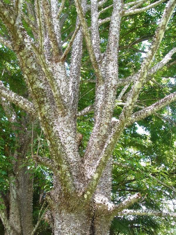 Einige Bäume schützen sich mit Stacheln vor Fressfeinden; Foto: 07.05.2012, Hacienda Barú National Wildlife Refuge