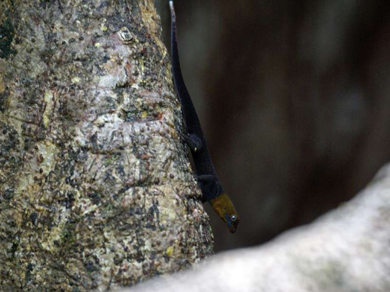 Männlicher Kleiner Gelbkopfgecko (Gonatodes albogularis); Foto: 07.05.2012, Hacienda Barú National Wildlife Refuge