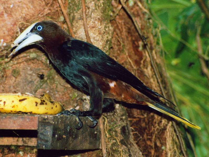 Rotkopf-Stirnvogel (Psarocolius wagleri) am Futterplatz der Selva Verde Lodge; Foto: 28.01.2004, Nähe Puerto Viejo de Sarapiquí