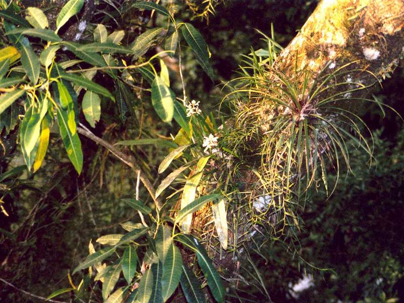 Orchideen und andere Pflanzen gedeihen rund um die Selva Verde Lodge; Foto: 28.01.2004, Nähe Puerto Viejo de Sarapiquí