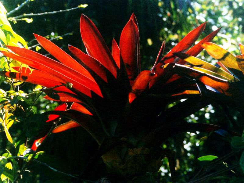 Farbspiel im Bergnebelwald: eine rote Bromelie im Sonnenlicht; Foto: 02.02.2004, Santa Elena