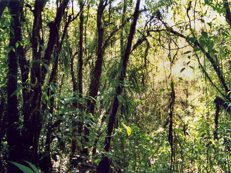 Blick in den Wald im Schutzgebiet La Reserva Bosque Nuboso Santa Elena; Foto: 02.02.2004, Nähe Santa Elena
