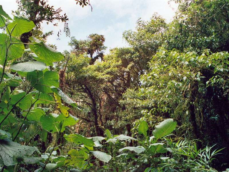 Dichter Wald im Schutzgebiet La Reserva Bosque Nuboso Santa Elena; Foto: 02.02.2004, Nähe Santa Elena
