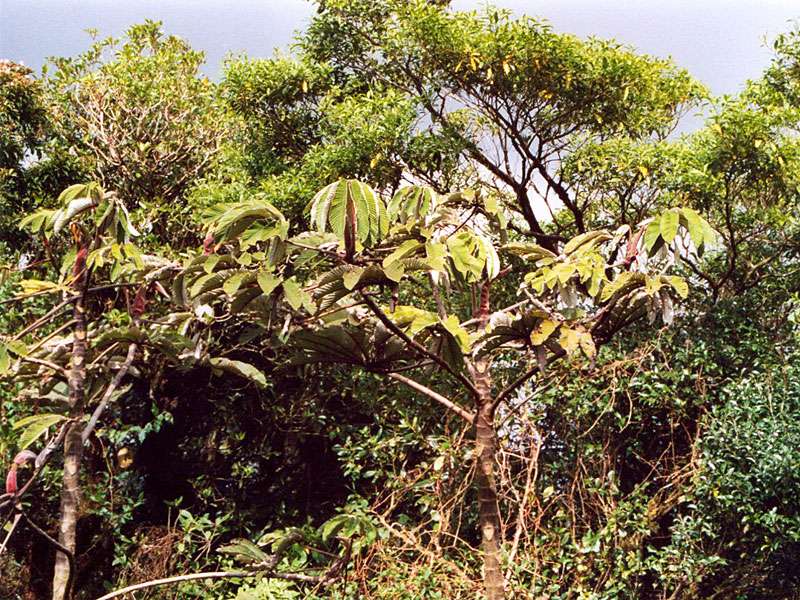 Cefropia sp. im Schutzgebiet La Reserva Bosque Nuboso Santa Elena; Foto: 02.02.2004, Nähe Santa Elena