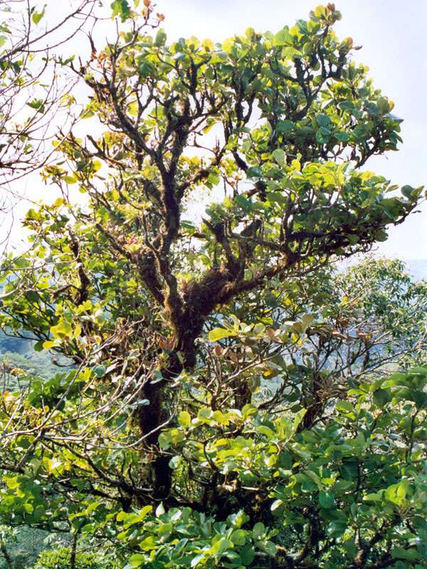 Baumriese im Schutzgebiet La Reserva Bosque Nuboso Santa Elena; Foto: 02.02.2004, Nähe Santa Elena