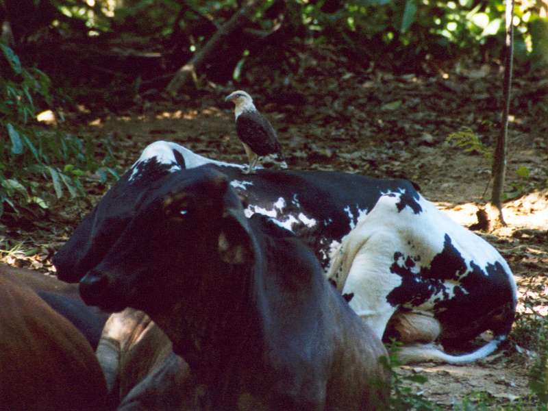 Gelbkopfkarakaras rastet auf einem Rind; Foto: 07.04.2004, Playa Tortuga