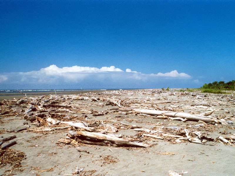 Totholz, so weit das Auge reicht; Foto: 07.04.2004, Playa Tortuga