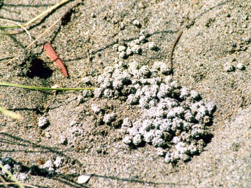 Hier hat eine Krabbe Sand durch ihren Körper geschleust, um winzige organische Partikel daraus als Nahrung aufzunehmen; Foto: 07.04.2004, Playa Tortuga