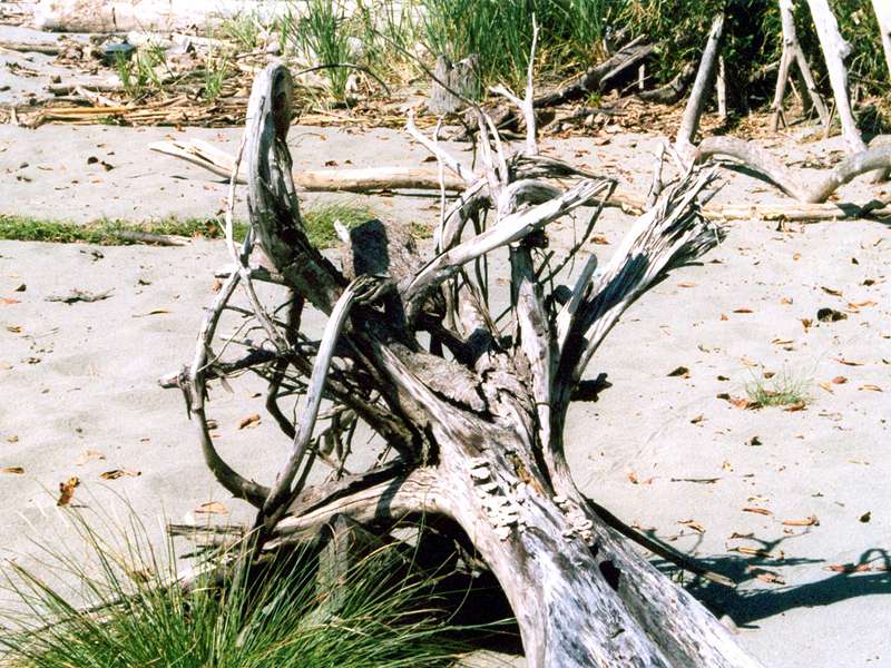 Toter Baum am Strand von Playa Tortuga; Foto: 07.04.2004, Playa Tortuga