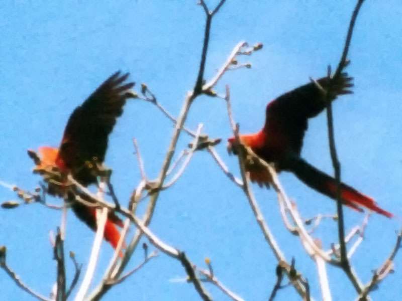 Leider ein altes und unscharfes Bild - zwei Hellrote Aras (Ara macao); Foto: 08.02.2004, Nähe Playa Rincon de San Josecito