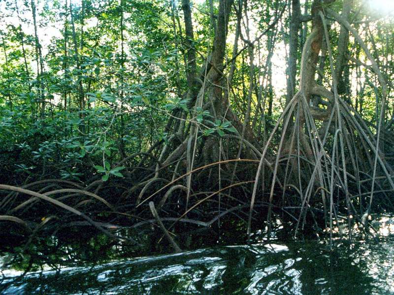 Mangroven am Ufer des Río Sierpe; Foto: 11.02.2004, Nähe Sierpe