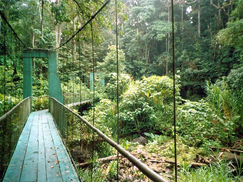Hängebrückenpfad in der Nähe der Selva Verde Lodge; Foto: 28.01.2004, Nähe Puerto Viejo de Sarapiquí