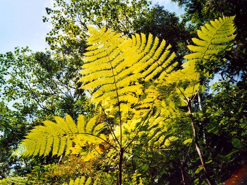 Baumfarn im botanischen Garten der Selva Verde Lodge; Foto: 28.01.2004, Nähe Puerto Viejo de Sarapiquí