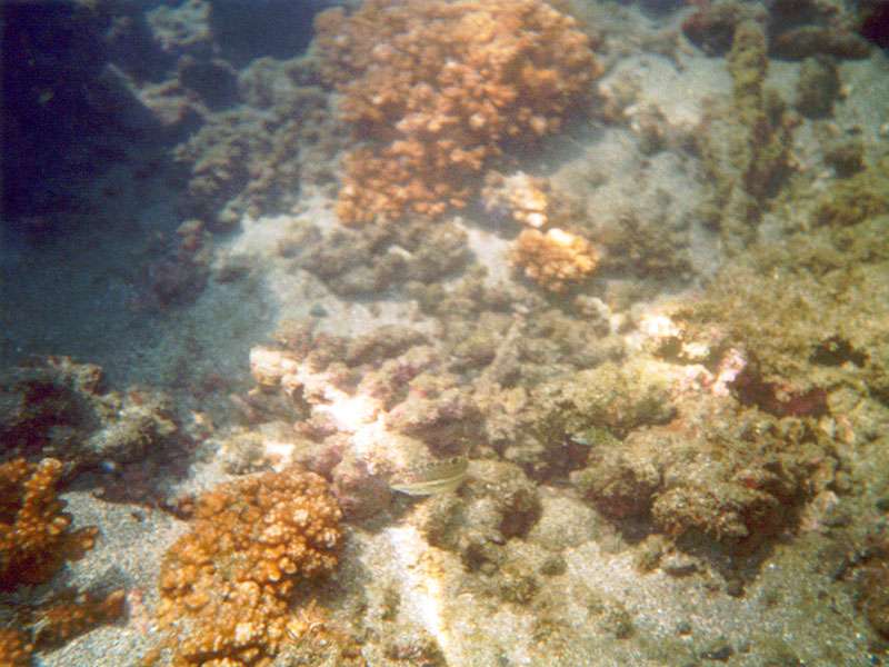 Fische und Korallen; Foto: 09.02.2004, Nähe Playa Rincon de San Josecito