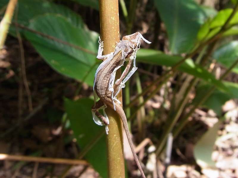 Unbestimmte Reptilienart Nr. 5, das Tier häutet sich; Foto: 27.04.2012, La Selva Biological Station