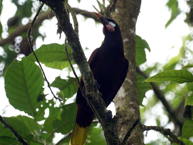 Montezumastirnvogel (Psarocolius montezuma) auf dem Gelände der La Selva Biological Station; Foto: 27.04.2012, Nähe Puerto Viejo de Sarapiquí