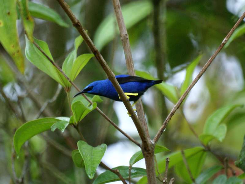 Männlicher Azurnaschvogel (Cyanerpes lucidus) auf dem Gelände der La Selva Biological Station; Foto: 27.04.2012, Nähe Puerto Viejo de Sarapiquí