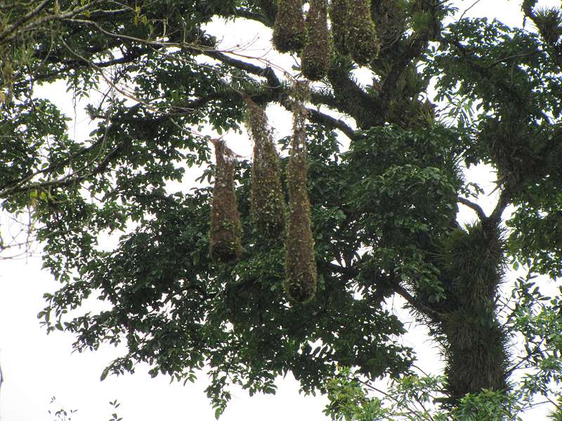 Nester der Rotkopf-Stirnvögel (Psarocolius wagleri) auf dem Gelände der La Selva Biological Station; Foto: 27.04.2012, Nähe Puerto Viejo de Sarapiquí