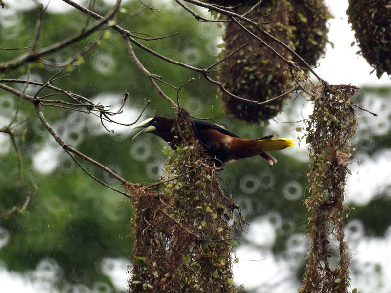 Rotkopf-Stirnvogel (Psarocolius wagleri) auf dem Gelände der La Selva Biological Station; Foto: 27.04.2012, Nähe Puerto Viejo de Sarapiquí