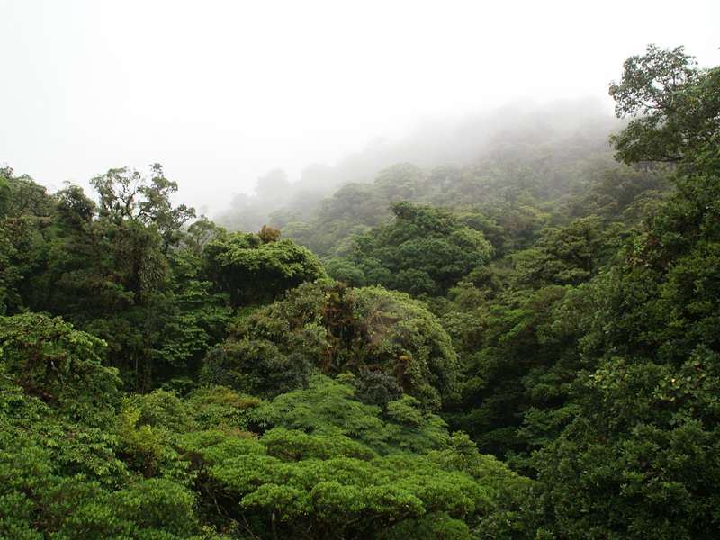 Der Nebel bringt dem Bergwald Feuchtigkeit; Foto: 02.05.2012, Santa Elena