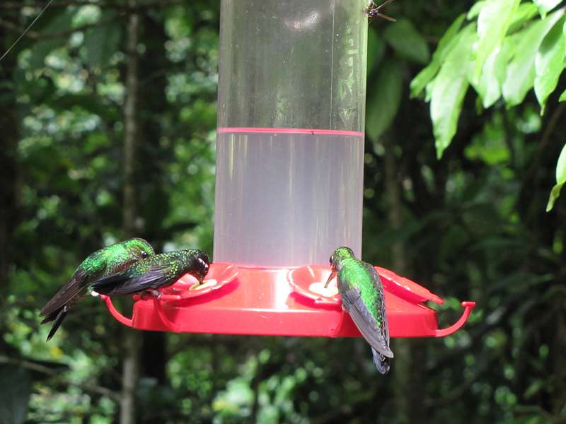 Zahlreiche Kolibris und andere Vögel besuchen die Futterspender der Cafeteria El Colibri; Foto: 02.05.2012, Nähe Santa Elena
