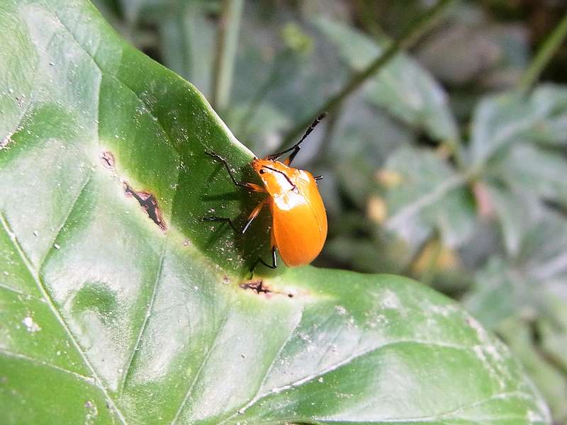 Käfer (unbestimmte Art Nr. 17) auf dem Gelände der Cafeteria El Colibri; Foto: 02.05.2012, Nähe Santa Elena
