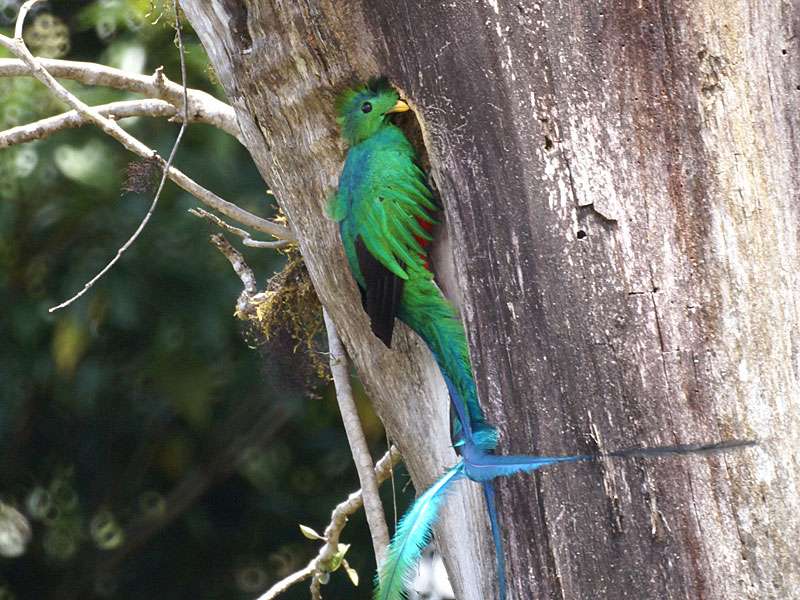 Männlicher Quetzal (Pharomachrus mocinno); Foto: 02.05.2012, Santa Elena