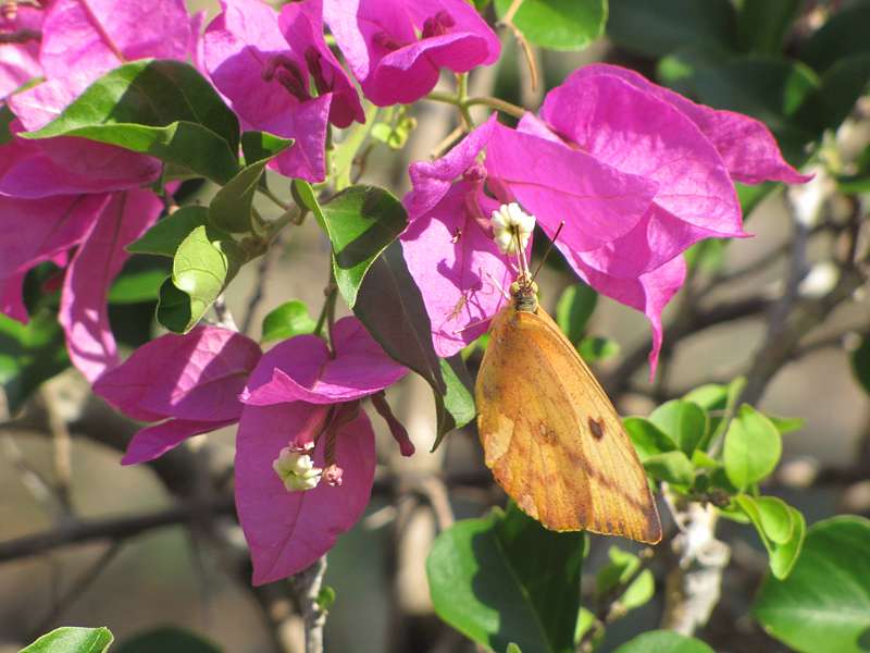 Die Schmetterlingsart Phoebis agarithe agarithe im La Ensenada Sanctuary; Foto: 04.05.2012, Nähe Manzanillo