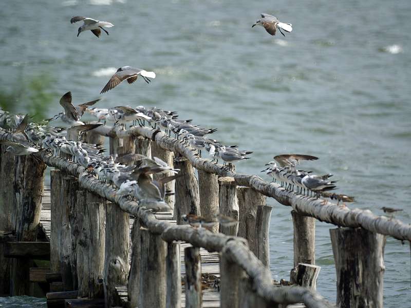 Bei Flut sammeln sich Wat- und Küstenvögel auf dem Landungssteg im La Ensenada Sanctuary; Foto: 04.05.2012, Nähe Manzanillo