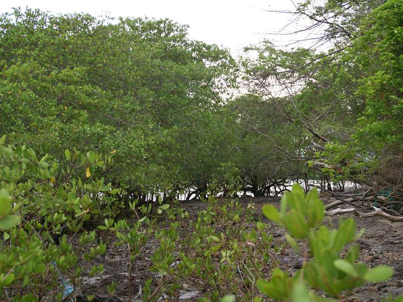 Mangroven an der Küste des La Ensenada Sanctuary; Foto: 03.05.2012, Nähe Manzanillo