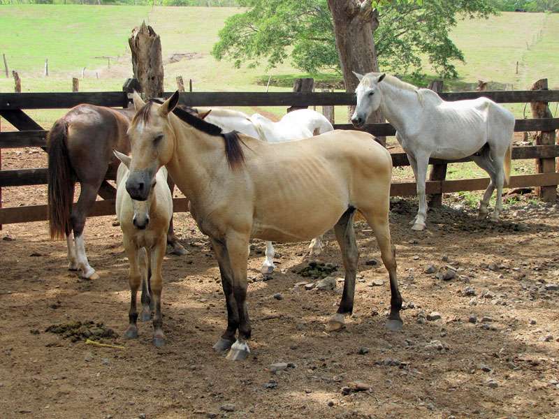 Pferde im La Ensenada Sanctuary; Foto: 05.05.2012, Nähe Manzanillo